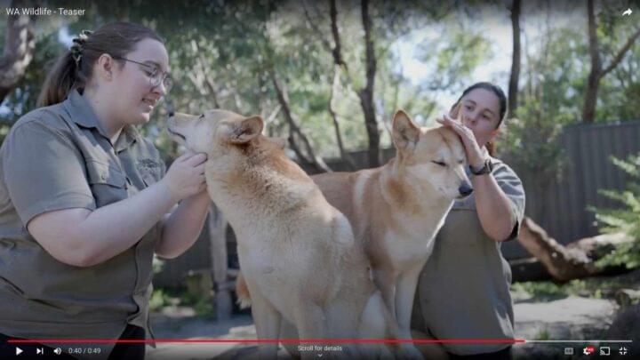 Video production service example for WA Wildlife